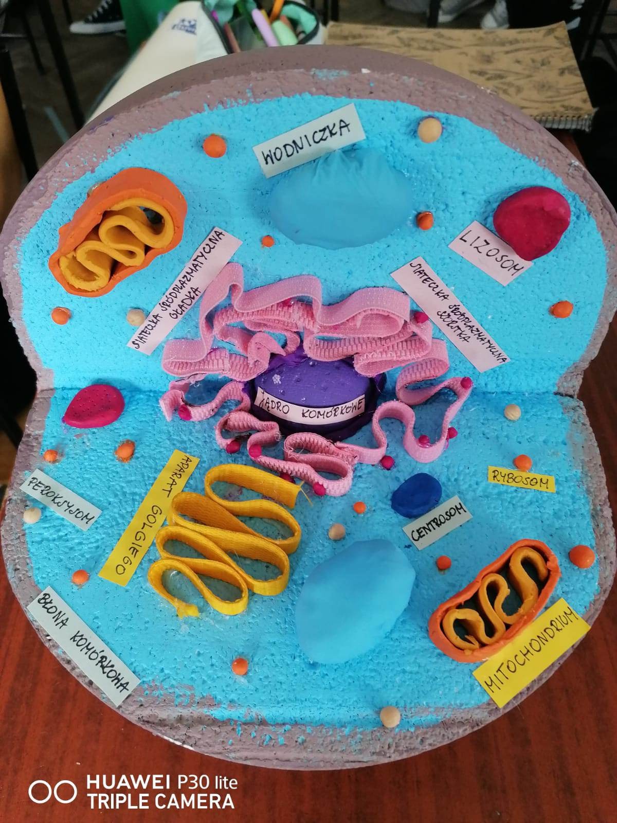 Modele komórek wykonanych przez uczniów klasy 1f - Obrazek 2