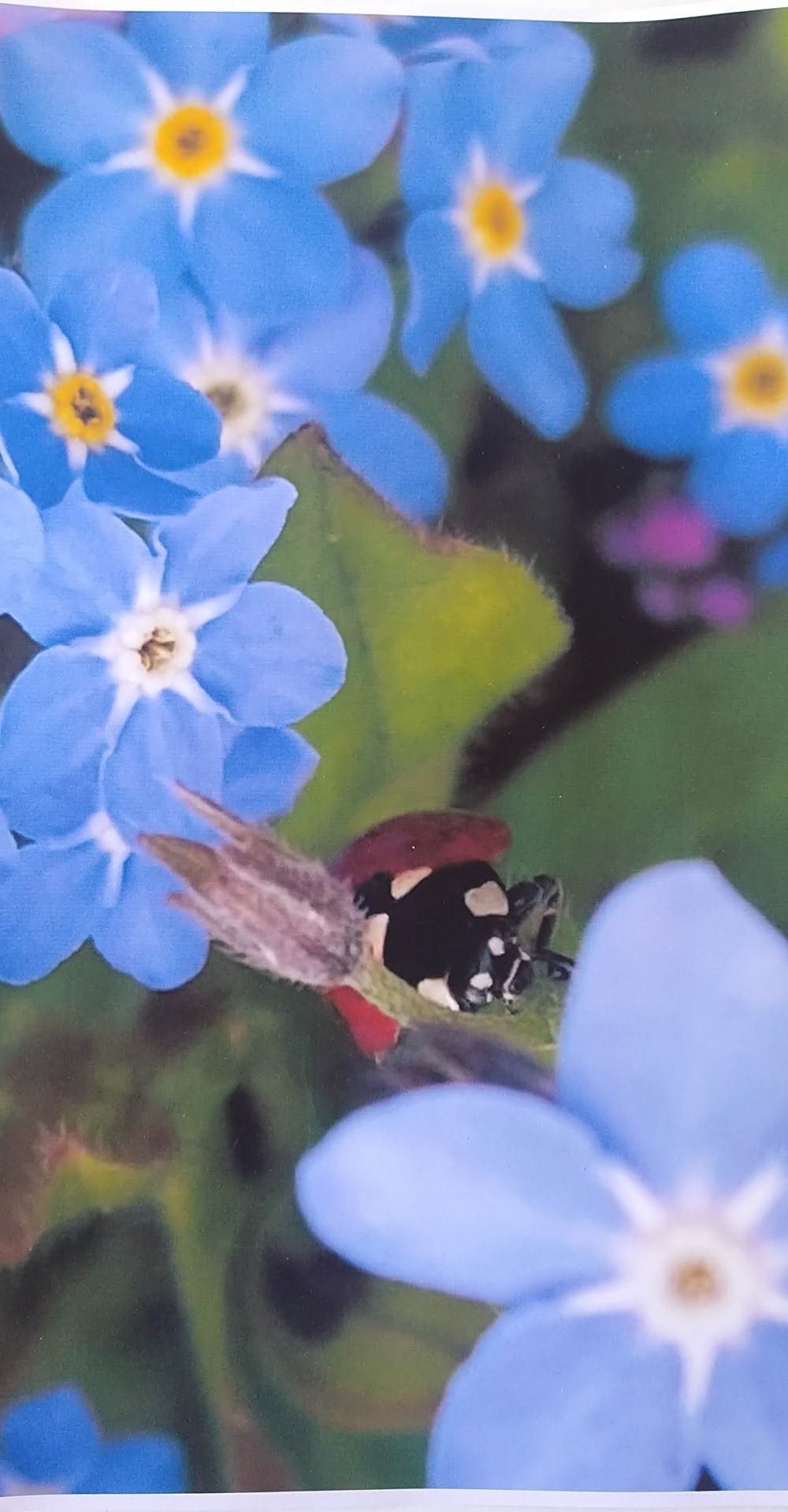 Na pierwszym planie biedronka na niebieskich kwiatach.
Autor Stanisław Dobrzewiński kl. 4d