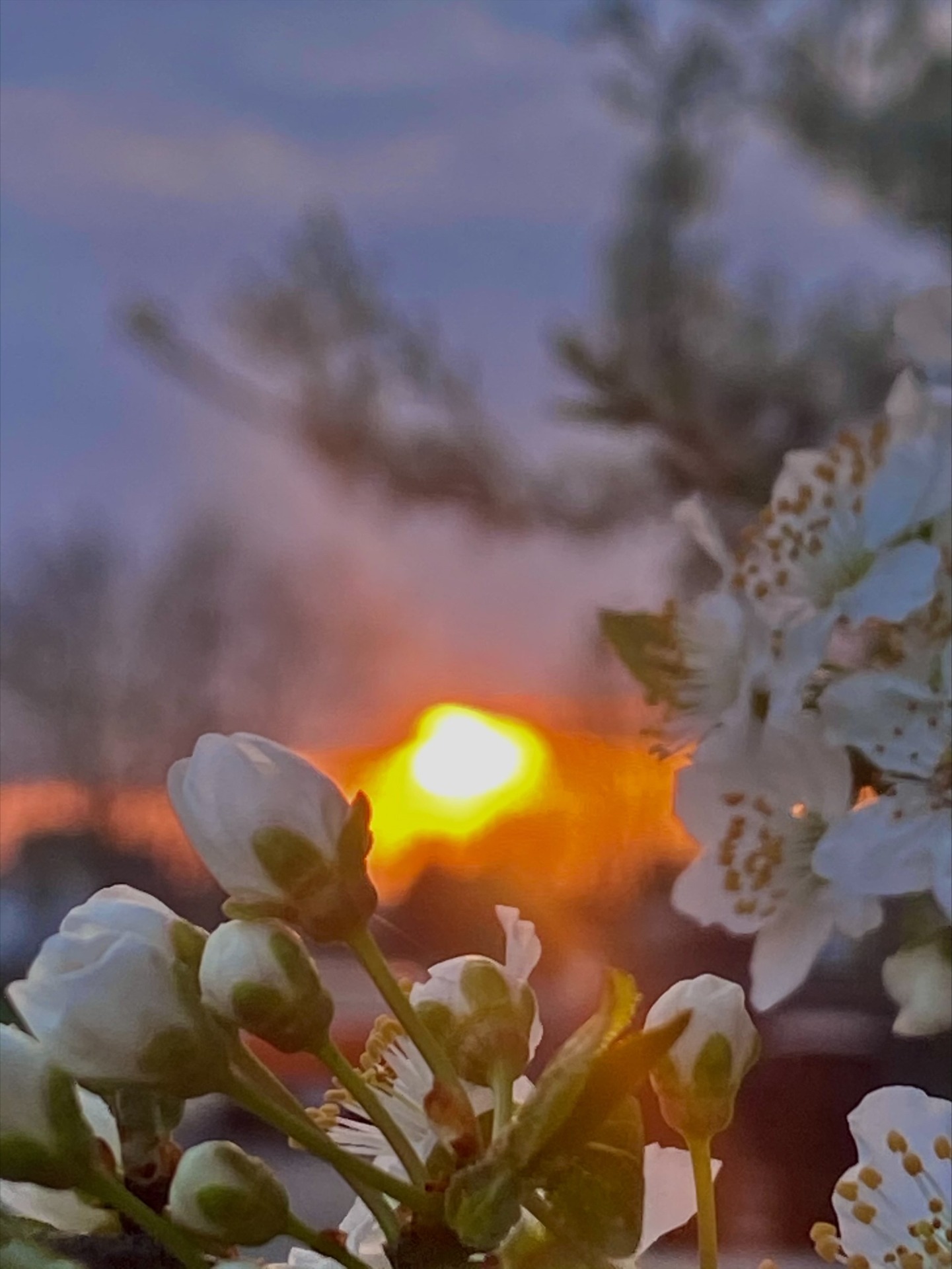 Klasowy konkurs fotograficzny "Wiosna" i "Wiosenny zachód słońca" rozstrzygnięty! - Obrazek 5